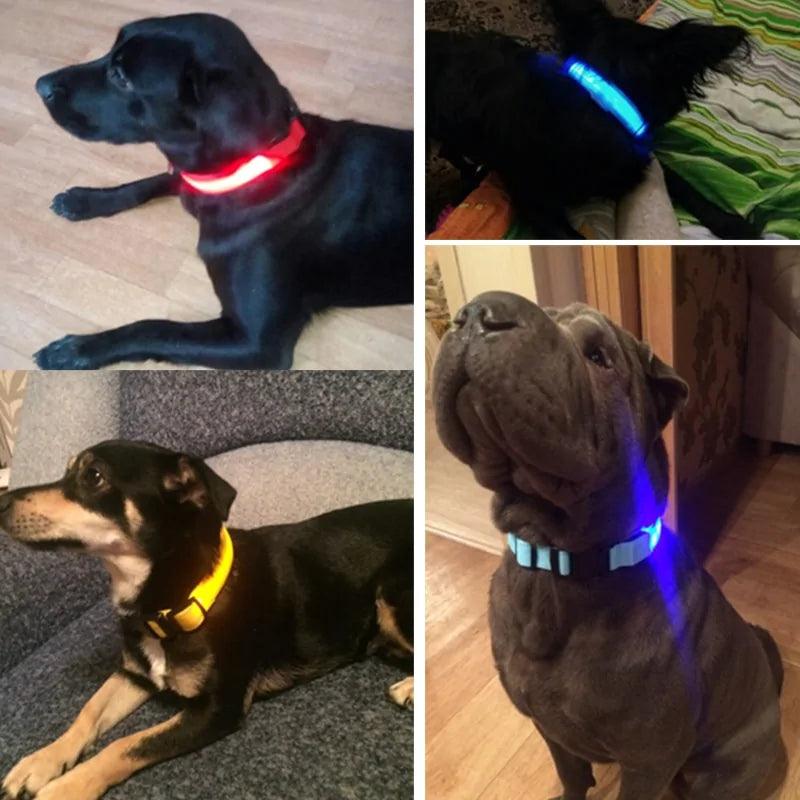 ✨ The Quirkery’s LED Pet Collar – For Pets, Kids, and Kevin’s Nighttime Adventures! 🐾🌟 - The Quirkery